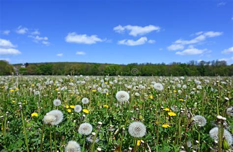 Dandelion Meadow In Spring Stock Photo Image Of Flowers 180839418