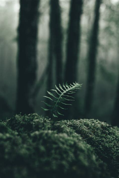 We did not find results for: small branch on a mossy surface green | Nature aesthetic ...