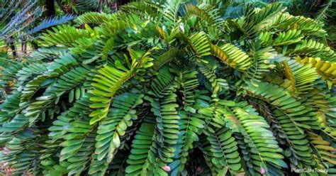 It typically appears on the face, chest, shoulders or back. Cardboard Palm Care Tips - Best Garden Info
