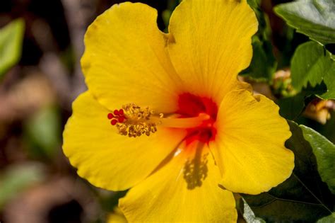 How To Collect Hibiscus Seeds How To Harvest Save Hibiscus Seeds