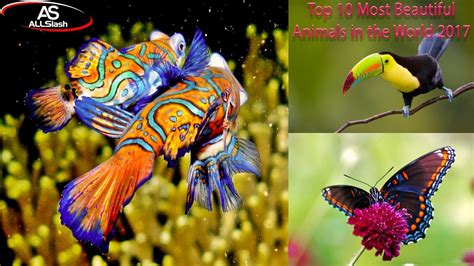 Top 10 Most Beautiful Animals In The World 2017