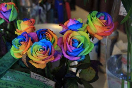 Bunga Tercantik Di Dunia Rainbow Roses - Mind Books
