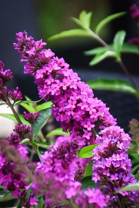 How the butterfly bush works: Flutterby Petite® Tutti Fruitti Pink Butterfly Bush | The ...