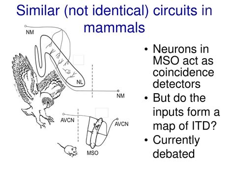 Control of submillisecond synaptic timing in binaural coincidence detectors by kv1 channels. PPT - Binaural Hearing: Lessons from Evolution PowerPoint ...