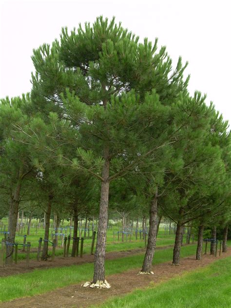 Pinus Pinea Umbrella Pine Stone Pine Van Den Berk Nurseries