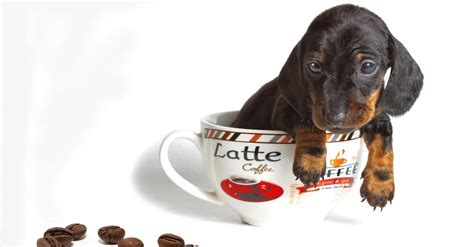 Can Dogs Drink Coffee Yes Or No Kent Tea And Coffee Co