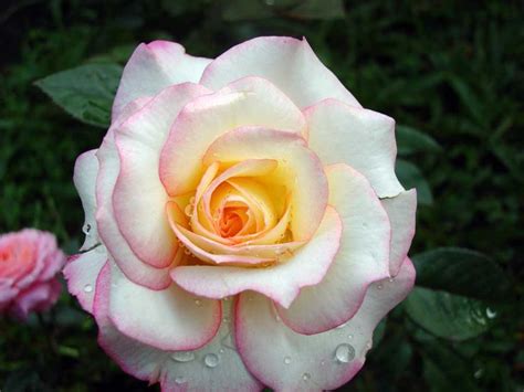 26 Best Pink Roses I Love Images On Pinterest Beautiful