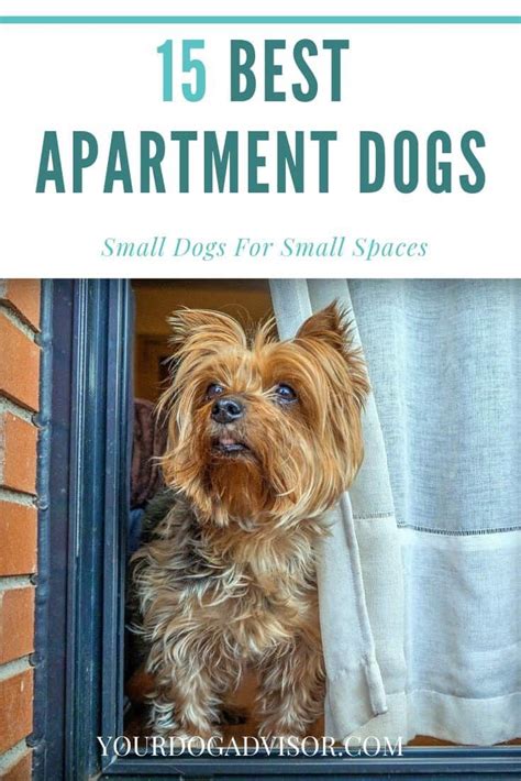 15 Best Apartment Dogs Small Dogs For Small Spaces Your Dog Advisor