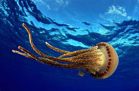 How Jellyfish Work Howstuffworks Jellyfish Facts Animal Wallpaper