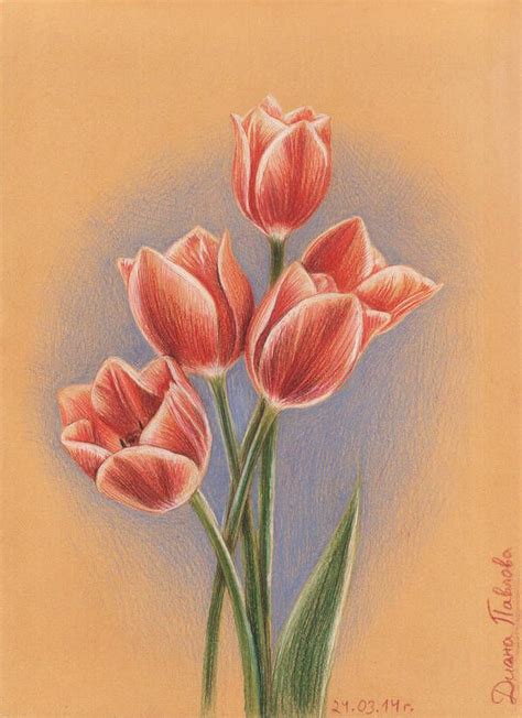 Tulips By Diana 0421 Tulip Drawing Flower Drawing Drawings