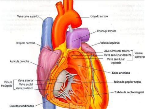 Corazon Anatomia 2