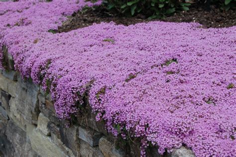 Creeping Thyme Plant Care And Growing Guide Ground Cover Plants