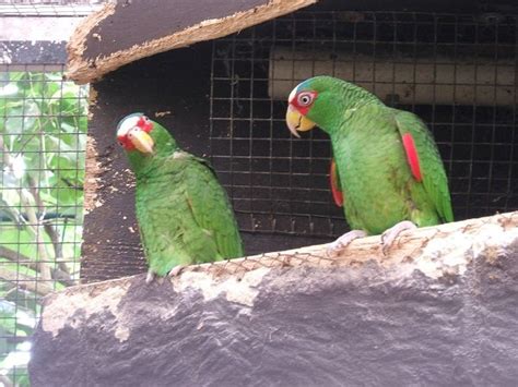Top 10 Most Beautiful Parrot Species Worldwide Disk