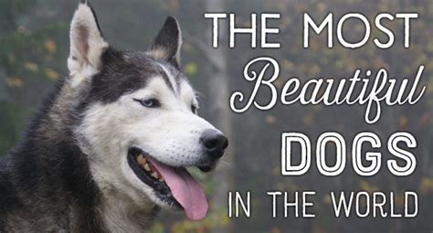 Top 10 Most Beautiful Dog Breeds Pethelpful