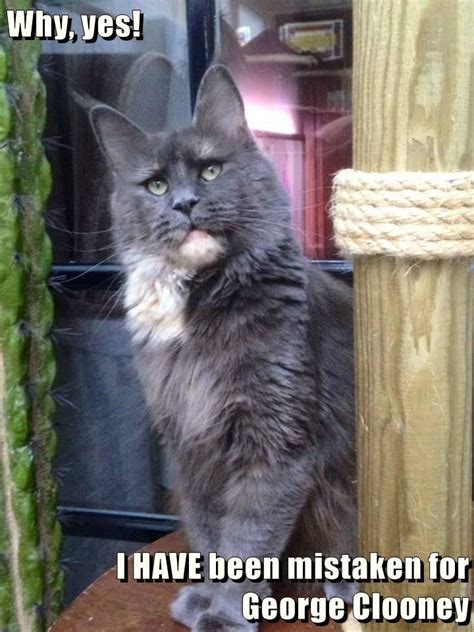 Why, yes! I HAVE been mistaken for George Clooney | Funny animals, Cute