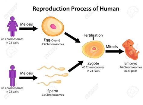 Diagram Of Human Reproduction