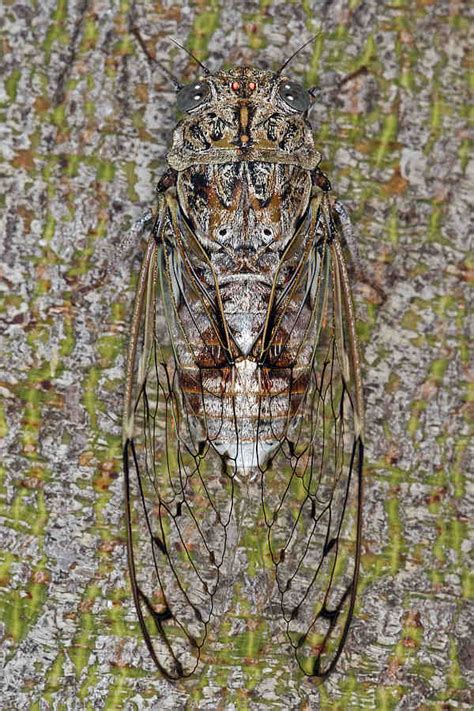 We are a small group of three; Cicada orni / Manna-Zikade / Eschenzikade / Manna ...