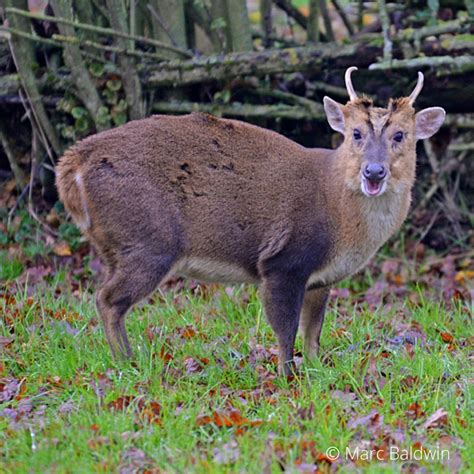 List 94 Wallpaper Why Do Muntjac Deer Have Holes In Their Face Full Hd