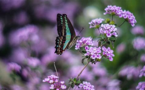 Animals Insects Butterfly Flowers Nature Wildlife Purple