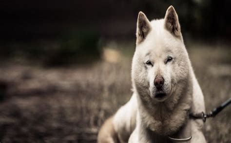 Hokkaido Dog Breed Origin Behavior Trainability Health