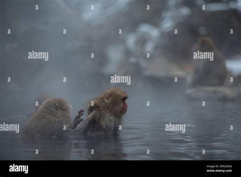 Japanese Macaque Monkeys Macaca Fuscata Grooming In Hot Spring Bath