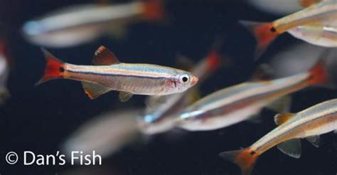 White Cloud Mountain Minnow Tanichthys Albonubes Dan S Fish