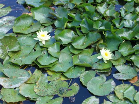 Two White Lotus Flowers At Lily Pads Hd Wallpaper Wallpaper Flare