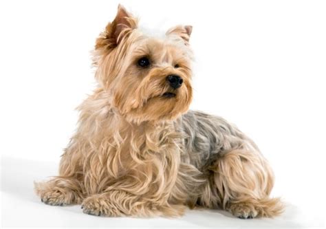 yorkshire terriers whats good  em whats bad  em