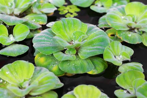 Water Lettuce In Aquarium Care Guide Growing Tips And Benefits