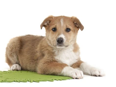 Golden retriever mixes are commonly available from shelters and rescues. Labrador Mix - Mischling