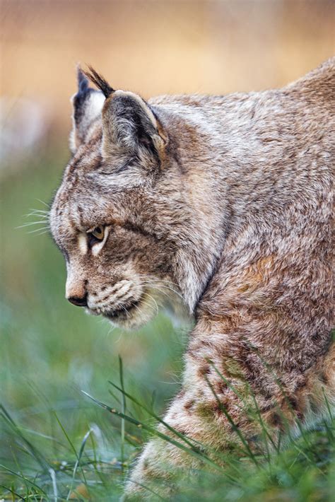 profile of the lynx waking profile portrait of the female … flickr
