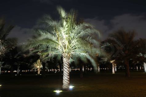 Palm Trees Illuminated At Night Stock Image Colourbox