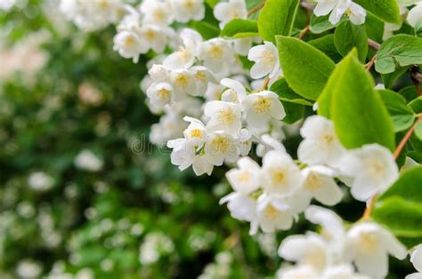 Large Lush Blooming Jasmine Bush Stock Image Image Of Clear Flora