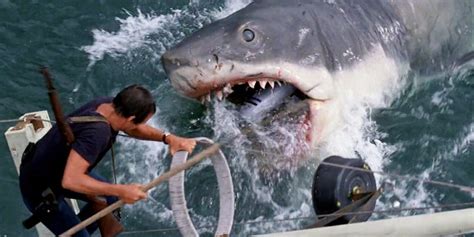 the best shark movies of all time ranked from worst to greatest
