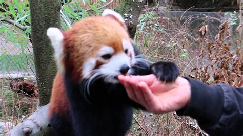 Red Pandas Eat Humans Youtube