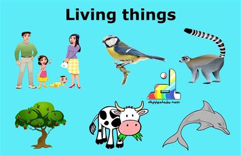 Living Things And Nonliving Things Living And Non Liv