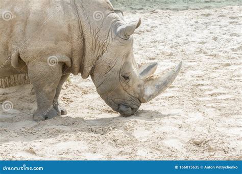 Close Up Portrait Of Rhino Profile Rhino In The Dust And Clay Walks