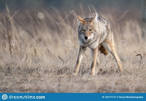 A Coyote In Canada Stock Image Image Of Barred Alberta 164177127