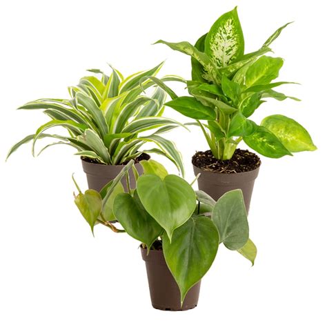 Costa Farms Live Indoor 8in Green Assorted Foliage Bright Indirect Sunlight 38 In Grower