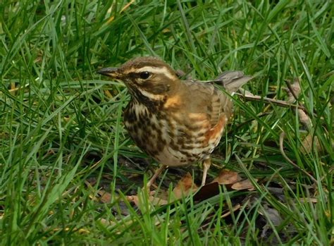 Redwing Turdus Iliacus British Nature Guide