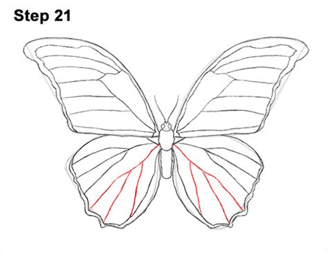How To Draw A Butterfly Blue Morpho