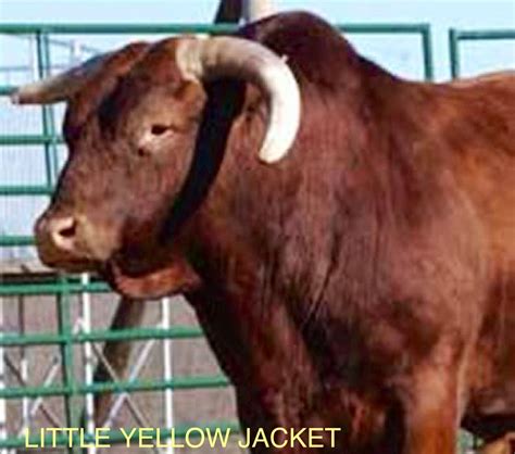 Brand of honor little yellow jacket pbr. Little Yellow Jacket | PBR BUCKING BULLS | Pinterest