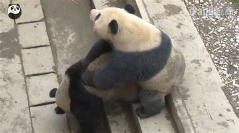 Video Giant Pandas Mate Successfully At A Chinese Research Centre