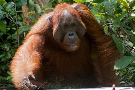 12 Incredible Borneo Animals And The Best Places To See Borneo Wildlife