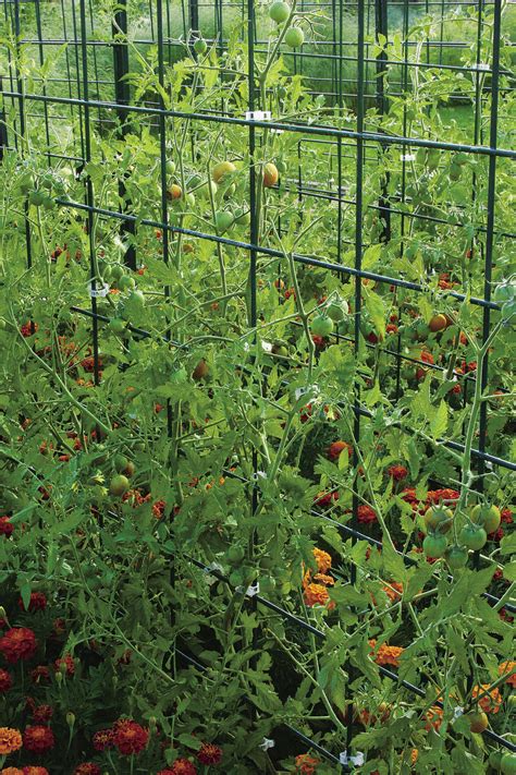 A Complete Guide To Growing Cherry Tomatoes Finegardening