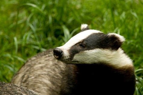 Find Out Everything You Need To Know About Badger Social Structure