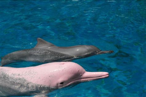Pink Dolphin Born At Underwater World Singapore Channel Newsasia