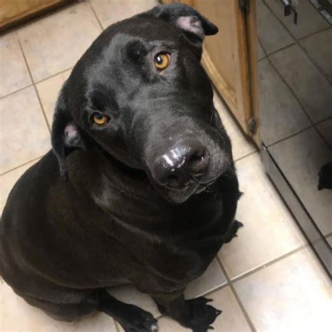 Meet Your Gentle Giant The Labradane Aka The Great Dane Lab Mix