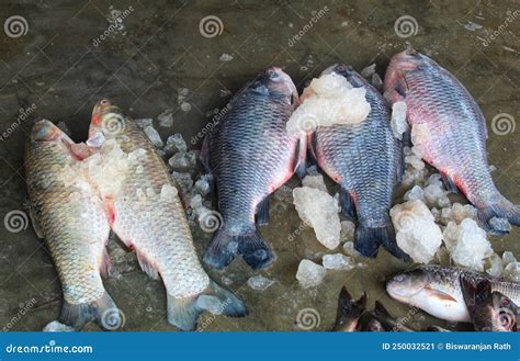 Labeo Rohita Freshly Harvested Rohu Carp Fish With Ice In Indian Fish