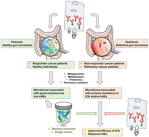 Gut Microbiota As An Adjuvant Of Immune Checkpoint Inhibition Icis
